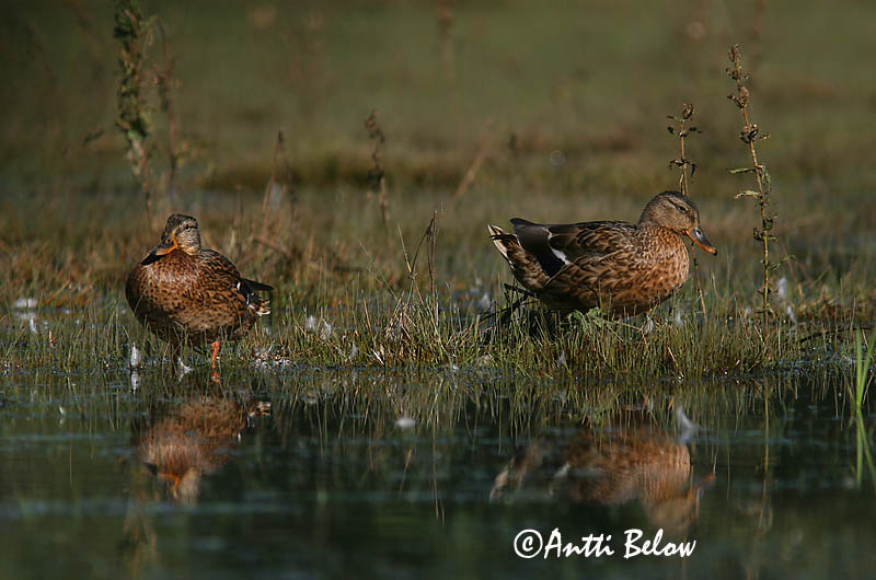 Avainsanat: Ànec coll-verd Gråand Wilde eend Mallard Heinäsorsa Sinisorsa Canard colvert Stockente Tokés réce Stokkönd Stokkand Pato-real Anas platyrhynchos Azulón Gräsand