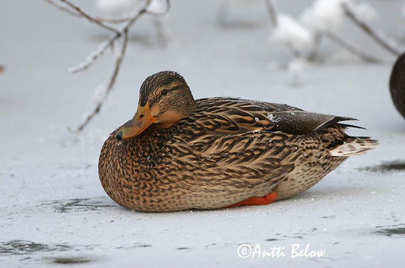 Avainsanat: Ànec coll-verd Gråand Wilde eend Mallard Heinäsorsa Sinisorsa Canard colvert Stockente Tokés réce Stokkönd Stokkand Pato-real Anas platyrhynchos Azulón Gräsand