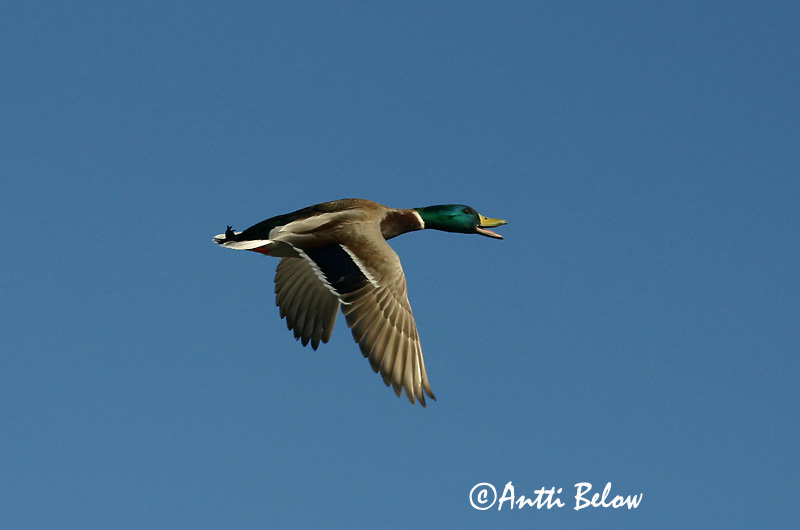 Avainsanat: Ànec coll-verd Gråand Wilde eend Mallard Heinäsorsa Sinisorsa Canard colvert Stockente Tokés réce Stokkönd Stokkand Pato-real Anas platyrhynchos Azulón Gräsand