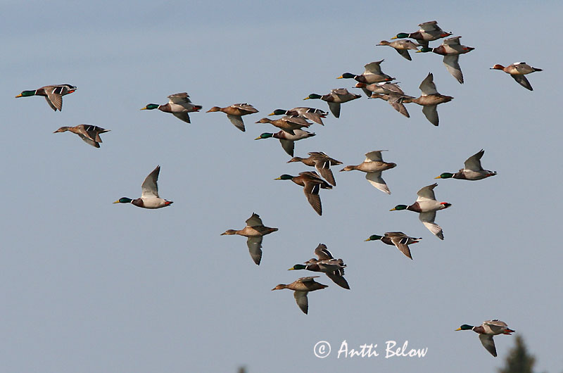Avainsanat: Ànec coll-verd Gråand Wilde eend Mallard Heinäsorsa Sinisorsa Canard colvert Stockente Tokés réce Stokkönd Stokkand Pato-real Anas platyrhynchos Azulón Gräsand