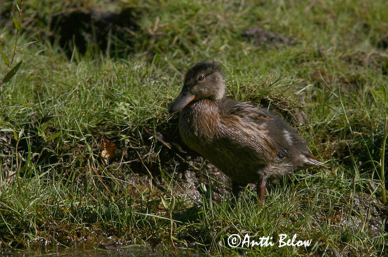 Avainsanat: Ànec coll-verd Gråand Wilde eend Mallard Heinäsorsa Sinisorsa Canard colvert Stockente Tokés réce Stokkönd Stokkand Pato-real Anas platyrhynchos Azulón Gräsand