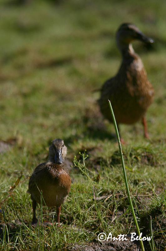 Avainsanat: Ànec coll-verd Gråand Wilde eend Mallard Heinäsorsa Sinisorsa Canard colvert Stockente Tokés réce Stokkönd Stokkand Pato-real Anas platyrhynchos Azulón Gräsand