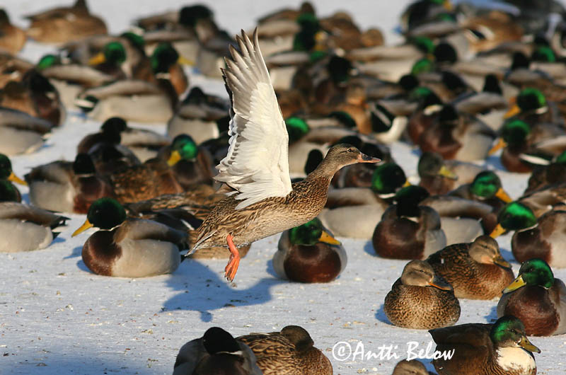 Avainsanat: Ànec coll-verd Gråand Wilde eend Mallard Heinäsorsa Sinisorsa Canard colvert Stockente Tokés réce Stokkönd Stokkand Pato-real Anas platyrhynchos Azulón Gräsand