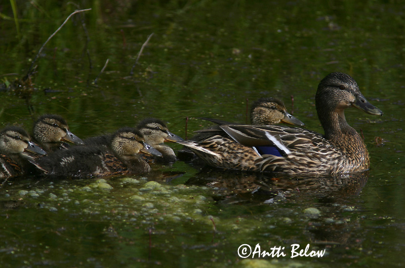 Avainsanat: Ànec coll-verd Gråand Wilde eend Mallard Heinäsorsa Sinisorsa Canard colvert Stockente Tokés réce Stokkönd Stokkand Pato-real Anas platyrhynchos Azulón Gräsand