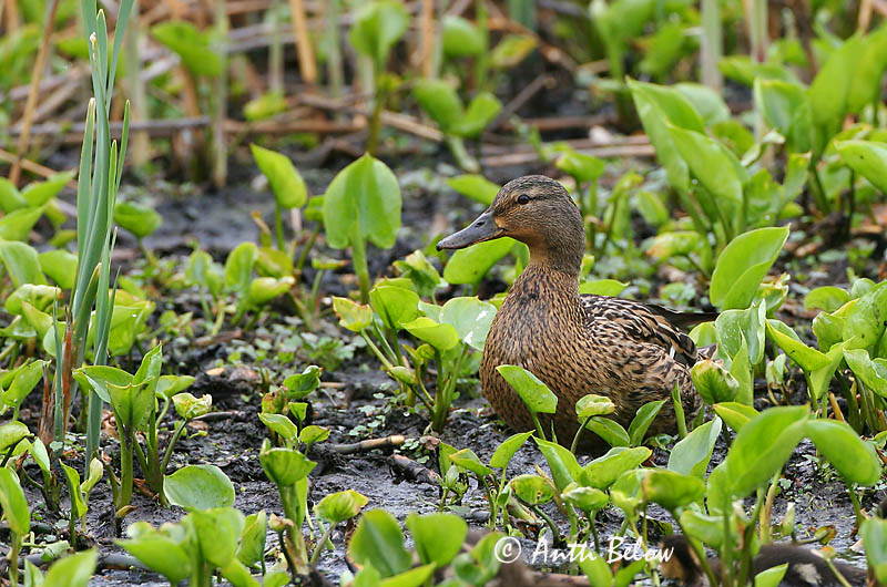 Avainsanat: Ànec coll-verd Gråand Wilde eend Mallard Heinäsorsa Sinisorsa Canard colvert Stockente Tokés réce Stokkönd Stokkand Pato-real Anas platyrhynchos Azulón Gräsand