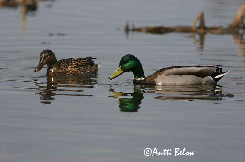 Avainsanat: Ànec coll-verd Gråand Wilde eend Mallard Heinäsorsa Sinisorsa Canard colvert Stockente Tokés réce Stokkönd Stokkand Pato-real Anas platyrhynchos Azulón Gräsand