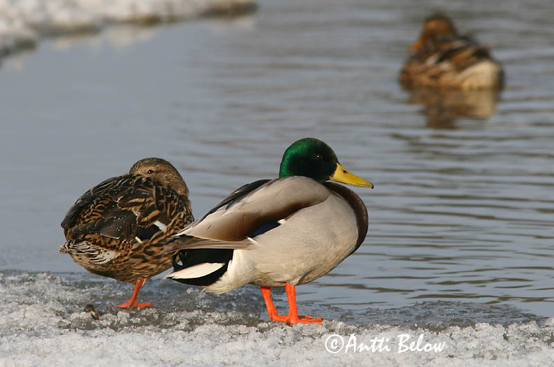 Avainsanat: Ànec coll-verd Gråand Wilde eend Mallard Heinäsorsa Sinisorsa Canard colvert Stockente Tokés réce Stokkönd Stokkand Pato-real Anas platyrhynchos Azulón Gräsand