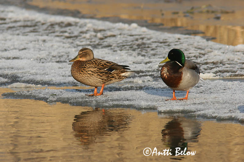 Avainsanat: Ànec coll-verd Gråand Wilde eend Mallard Heinäsorsa Sinisorsa Canard colvert Stockente Tokés réce Stokkönd Stokkand Pato-real Anas platyrhynchos Azulón Gräsand