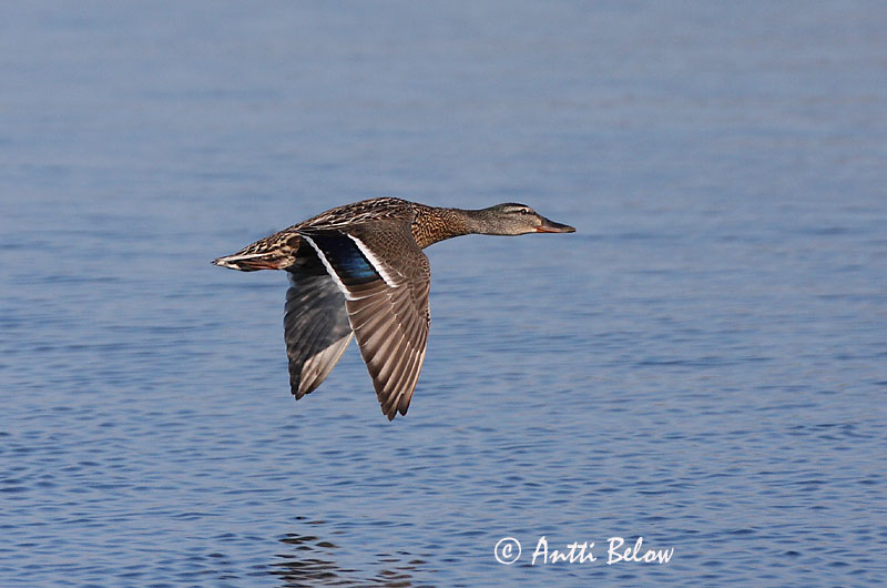 Avainsanat: Ànec coll-verd Gråand Wilde eend Mallard Heinäsorsa Sinisorsa Canard colvert Stockente Tokés réce Stokkönd Stokkand Pato-real Anas platyrhynchos Azulón Gräsand