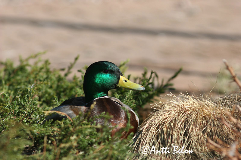 Avainsanat: Ànec coll-verd Gråand Wilde eend Mallard Heinäsorsa Sinisorsa Canard colvert Stockente Tokés réce Stokkönd Stokkand Pato-real Anas platyrhynchos Azulón Gräsand