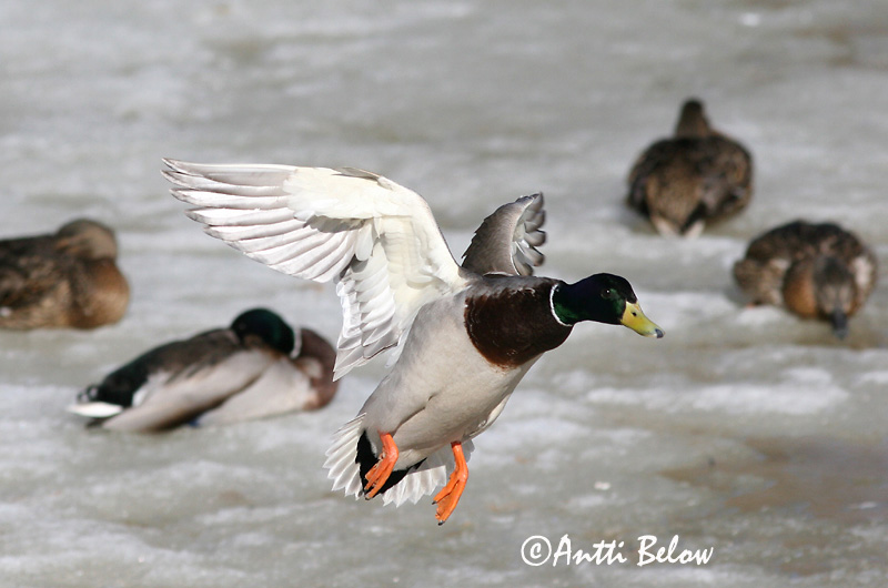 Avainsanat: Ànec coll-verd Gråand Wilde eend Mallard Heinäsorsa Sinisorsa Canard colvert Stockente Tokés réce Stokkönd Stokkand Pato-real Anas platyrhynchos Azulón Gräsand