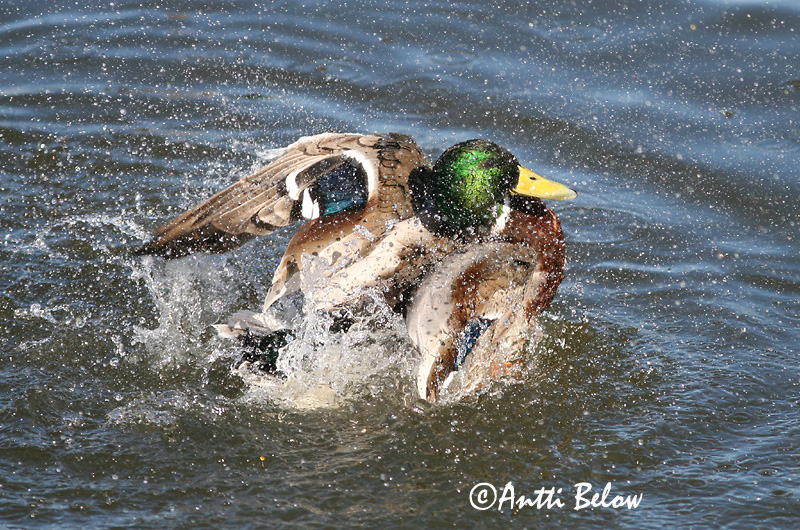 Avainsanat: Ànec coll-verd Gråand Wilde eend Mallard Heinäsorsa Sinisorsa Canard colvert Stockente Tokés réce Stokkönd Stokkand Pato-real Anas platyrhynchos Azulón Gräsand