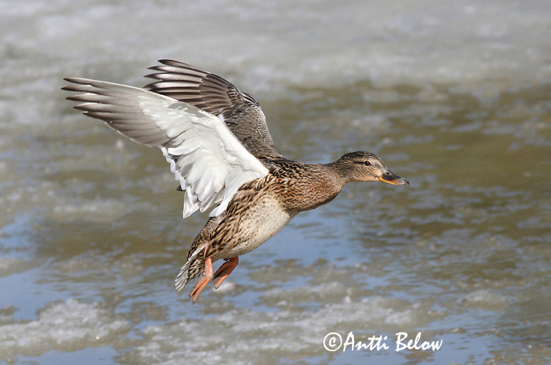 Avainsanat: Ànec coll-verd Gråand Wilde eend Mallard Heinäsorsa Sinisorsa Canard colvert Stockente Tokés réce Stokkönd Stokkand Pato-real Anas platyrhynchos Azulón Gräsand