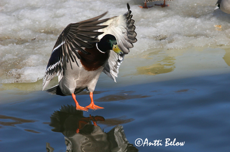 Avainsanat: Ànec coll-verd Gråand Wilde eend Mallard Heinäsorsa Sinisorsa Canard colvert Stockente Tokés réce Stokkönd Stokkand Pato-real Anas platyrhynchos Azulón Gräsand