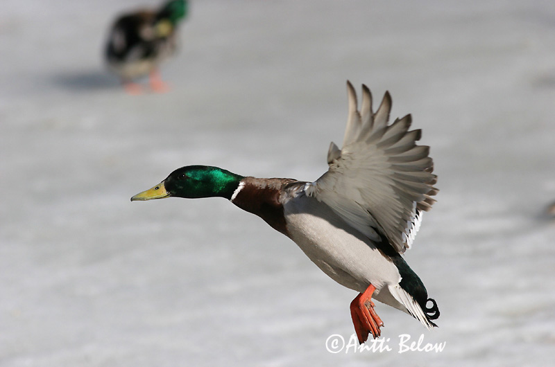 Avainsanat: Ànec coll-verd Gråand Wilde eend Mallard Heinäsorsa Sinisorsa Canard colvert Stockente Tokés réce Stokkönd Stokkand Pato-real Anas platyrhynchos Azulón Gräsand