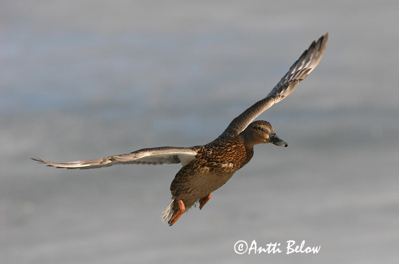 Avainsanat: Ànec coll-verd Gråand Wilde eend Mallard Heinäsorsa Sinisorsa Canard colvert Stockente Tokés réce Stokkönd Stokkand Pato-real Anas platyrhynchos Azulón Gräsand