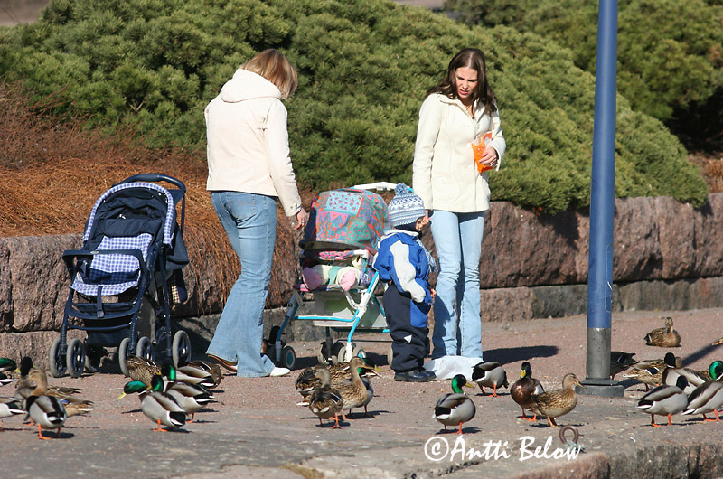 Avainsanat: Ànec coll-verd Gråand Wilde eend Mallard Heinäsorsa Sinisorsa Canard colvert Stockente Tokés réce Stokkönd Stokkand Pato-real Anas platyrhynchos Azulón Gräsand