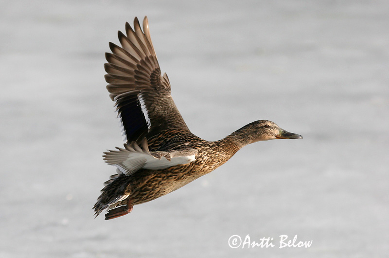 Avainsanat: Ànec coll-verd Gråand Wilde eend Mallard Heinäsorsa Sinisorsa Canard colvert Stockente Tokés réce Stokkönd Stokkand Pato-real Anas platyrhynchos Azulón Gräsand
