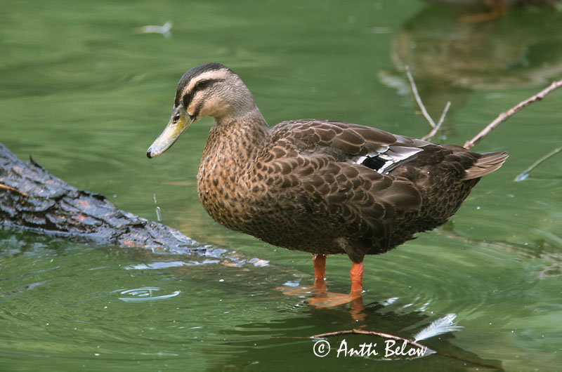 Avainsanat: Vlekbekeend Spot-billed Duck Canard à bec tacheté Anas poecilorhyncha Fläcknäbbad and Täplänokkasorsa