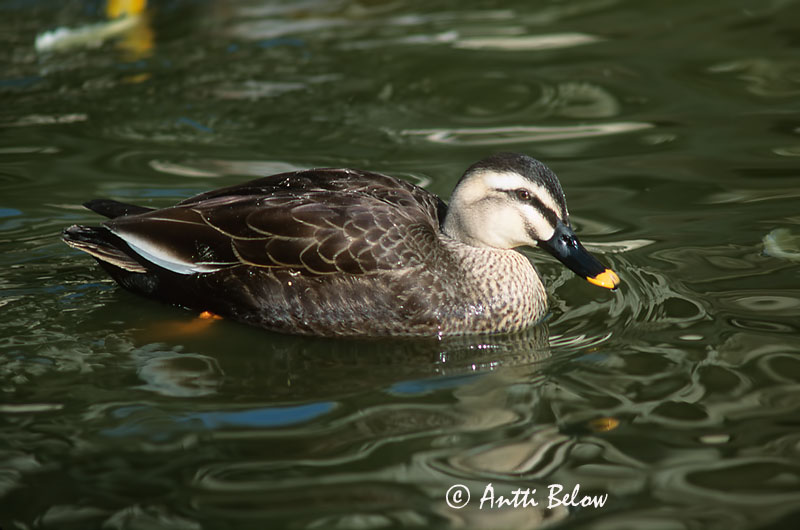 Avainsanat: Vlekbekeend Spot-billed Duck Canard à bec tacheté Anas poecilorhyncha Fläcknäbbad and Täplänokkasorsa