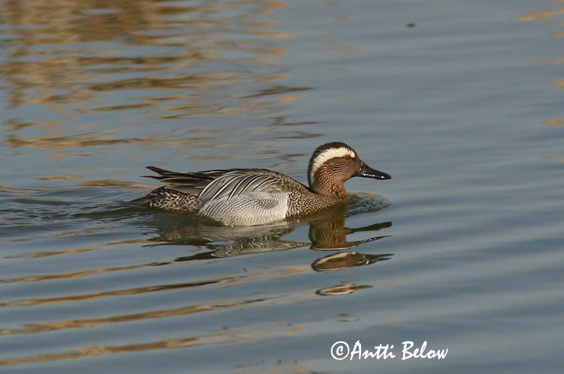 Avainsanat: Xarrasclet Atlingand Zomertaling Garganey Rägapart Heinätavi Sarcelle d'été Knäkente Böjti réce Taumönd Knekkand Marreco Anas querquedula Cerceta Carretona Årta