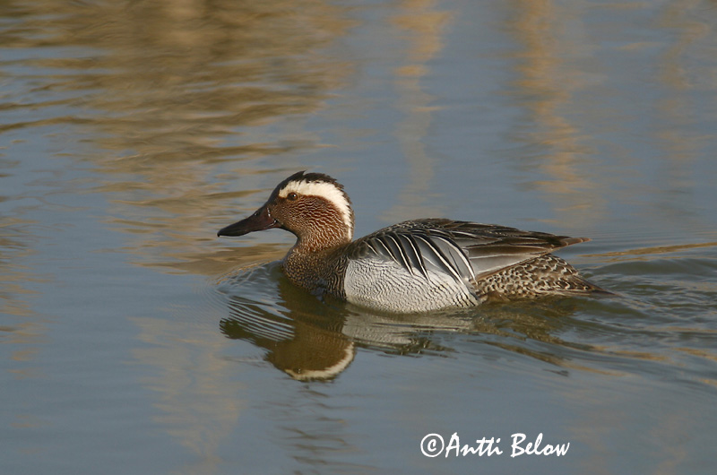 Avainsanat: Xarrasclet Atlingand Zomertaling Garganey Rägapart Heinätavi Sarcelle d'été Knäkente Böjti réce Taumönd Knekkand Marreco Anas querquedula Cerceta Carretona Årta