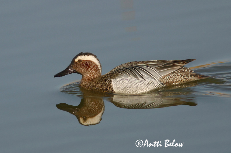 Avainsanat: Xarrasclet Atlingand Zomertaling Garganey Rägapart Heinätavi Sarcelle d'été Knäkente Böjti réce Taumönd Knekkand Marreco Anas querquedula Cerceta Carretona Årta