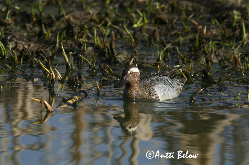 Avainsanat: Xarrasclet Atlingand Zomertaling Garganey Rägapart Heinätavi Sarcelle d'été Knäkente Böjti réce Taumönd Knekkand Marreco Anas querquedula Cerceta Carretona Årta
