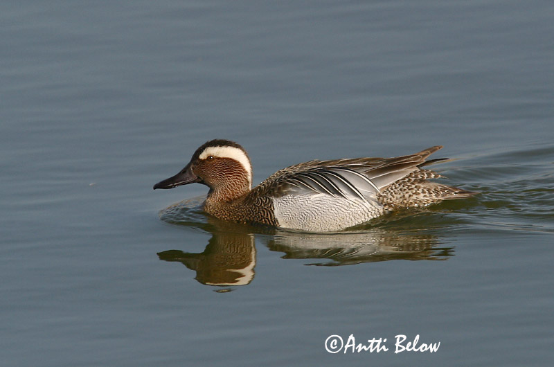 Avainsanat: Xarrasclet Atlingand Zomertaling Garganey Rägapart Heinätavi Sarcelle d'été Knäkente Böjti réce Taumönd Knekkand Marreco Anas querquedula Cerceta Carretona Årta