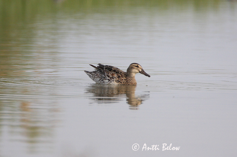 Avainsanat: Xarrasclet Atlingand Zomertaling Garganey Rägapart Heinätavi Sarcelle d'été Knäkente Böjti réce Taumönd Knekkand Marreco Anas querquedula Cerceta Carretona Årta