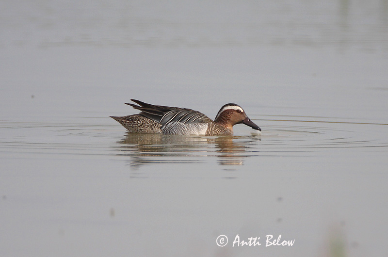 Avainsanat: Xarrasclet Atlingand Zomertaling Garganey Rägapart Heinätavi Sarcelle d'été Knäkente Böjti réce Taumönd Knekkand Marreco Anas querquedula Cerceta Carretona Årta
