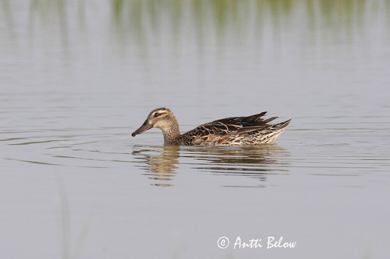Avainsanat: Xarrasclet Atlingand Zomertaling Garganey Rägapart Heinätavi Sarcelle d'été Knäkente Böjti réce Taumönd Knekkand Marreco Anas querquedula Cerceta Carretona Årta