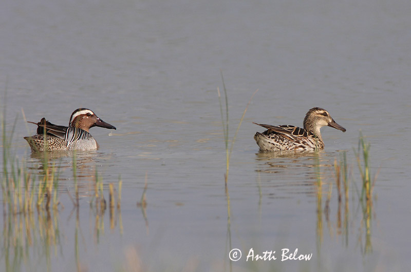 Avainsanat: Xarrasclet Atlingand Zomertaling Garganey Rägapart Heinätavi Sarcelle d'été Knäkente Böjti réce Taumönd Knekkand Marreco Anas querquedula Cerceta Carretona Årta