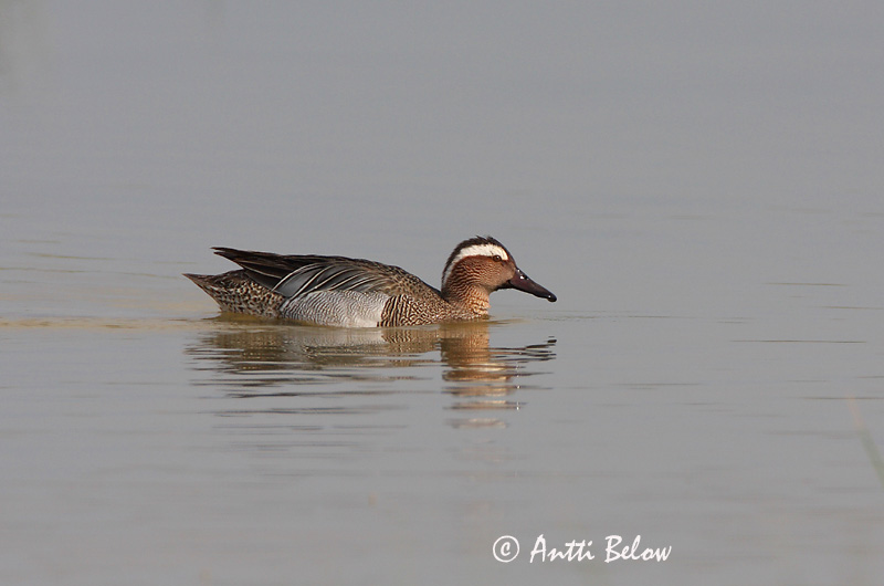 Xarrasclet Atlingand Zomertaling Garganey Rägapart Heinätavi Sarcelle d'été Knäkente Böjti réce Taumönd Knekkand Marreco Anas querquedula Cerceta Carretona Årta
