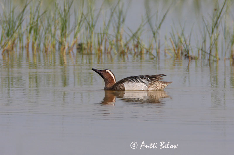 Avainsanat: Xarrasclet Atlingand Zomertaling Garganey Rägapart Heinätavi Sarcelle d'été Knäkente Böjti réce Taumönd Knekkand Marreco Anas querquedula Cerceta Carretona Årta