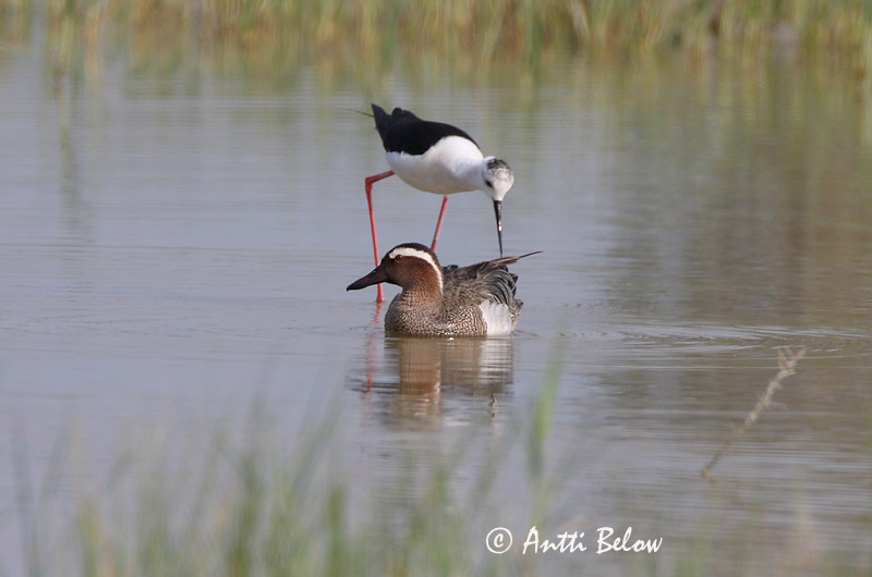 Avainsanat: Xarrasclet Atlingand Zomertaling Garganey Rägapart Heinätavi Sarcelle d'été Knäkente Böjti réce Taumönd Knekkand Marreco Anas querquedula Cerceta Carretona Årta