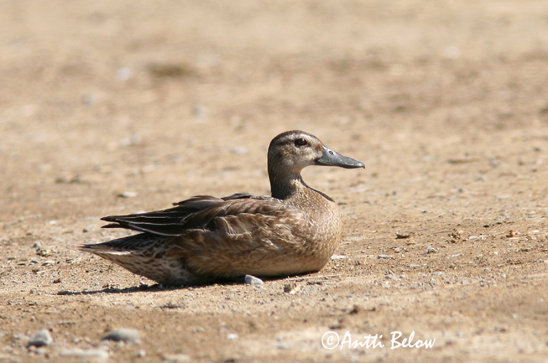 Avainsanat: Xarrasclet Atlingand Zomertaling Garganey Rägapart Heinätavi Sarcelle d'été Knäkente Böjti réce Taumönd Knekkand Marreco Anas querquedula Cerceta Carretona Årta
