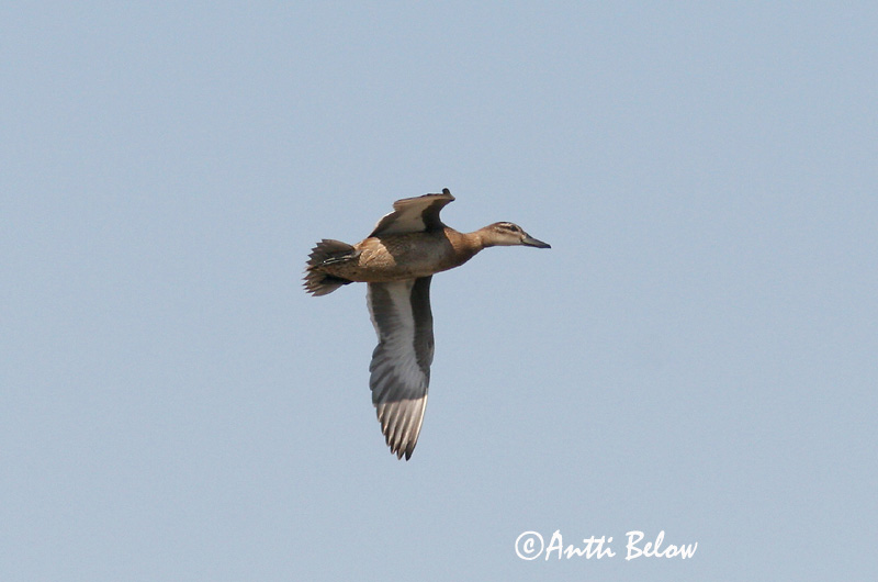 Avainsanat: Xarrasclet Atlingand Zomertaling Garganey Rägapart Heinätavi Sarcelle d'été Knäkente Böjti réce Taumönd Knekkand Marreco Anas querquedula Cerceta Carretona Årta