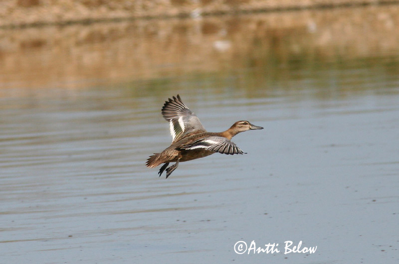 Avainsanat: Xarrasclet Atlingand Zomertaling Garganey Rägapart Heinätavi Sarcelle d'été Knäkente Böjti réce Taumönd Knekkand Marreco Anas querquedula Cerceta Carretona Årta