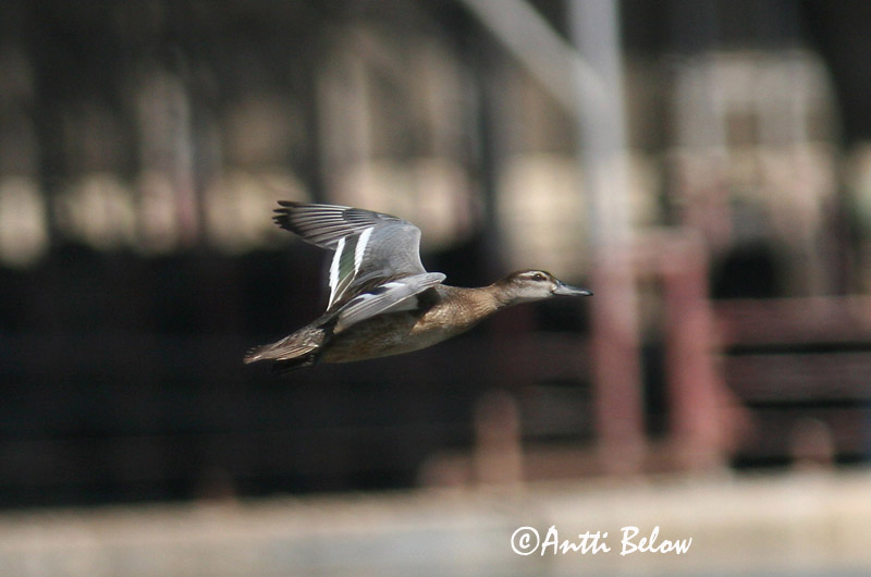 Avainsanat: Xarrasclet Atlingand Zomertaling Garganey Rägapart Heinätavi Sarcelle d'été Knäkente Böjti réce Taumönd Knekkand Marreco Anas querquedula Cerceta Carretona Årta