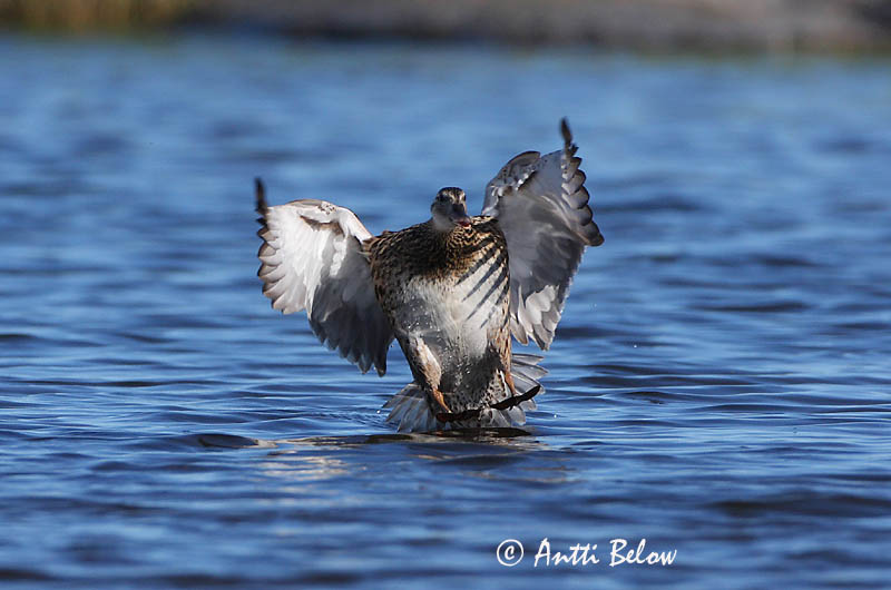 Avainsanat: Ànec griset Knarand Krakeend Gadwall Rääkspart Harmaasorsa Canard chipeau Schnatterente Kendermagos réce Gargönd Snadderand Frisada Anas strepera Anade Friso Snatterand