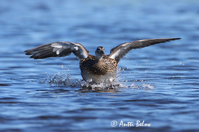 Avainsanat: Ànec griset Knarand Krakeend Gadwall Rääkspart Harmaasorsa Canard chipeau Schnatterente Kendermagos réce Gargönd Snadderand Frisada Anas strepera Anade Friso Snatterand