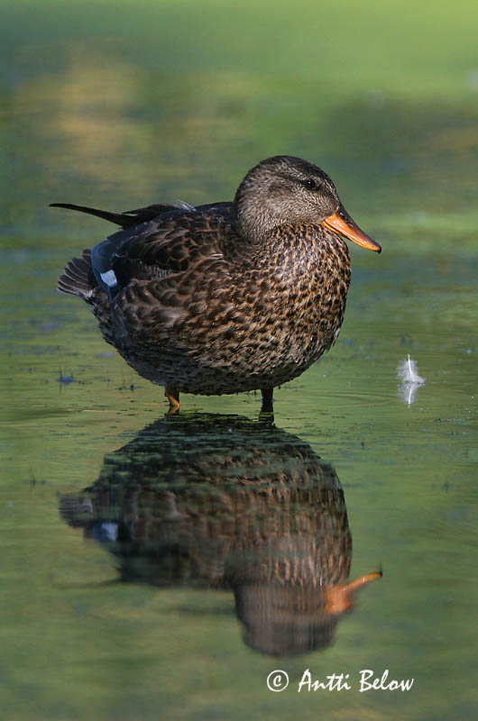 Avainsanat: Ànec griset Knarand Krakeend Gadwall Rääkspart Harmaasorsa Canard chipeau Schnatterente Kendermagos réce Gargönd Snadderand Frisada Anas strepera Anade Friso Snatterand