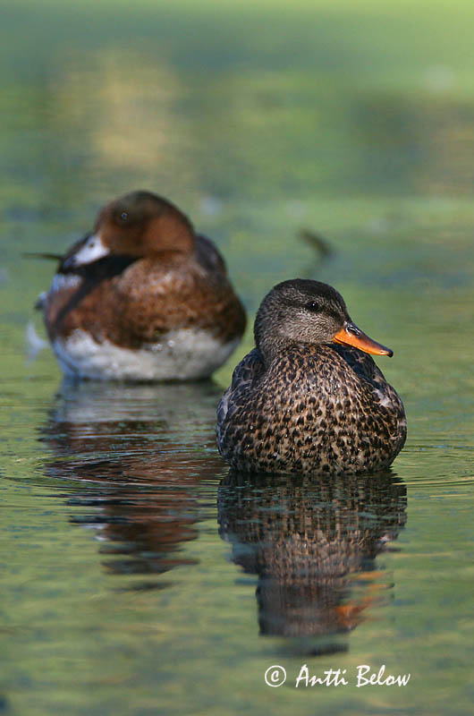Avainsanat: Ànec griset Knarand Krakeend Gadwall Rääkspart Harmaasorsa Canard chipeau Schnatterente Kendermagos réce Gargönd Snadderand Frisada Anas strepera Anade Friso Snatterand