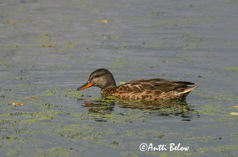 Avainsanat: Ànec griset Knarand Krakeend Gadwall Rääkspart Harmaasorsa Canard chipeau Schnatterente Kendermagos réce Gargönd Snadderand Frisada Anas strepera Anade Friso Snatterand