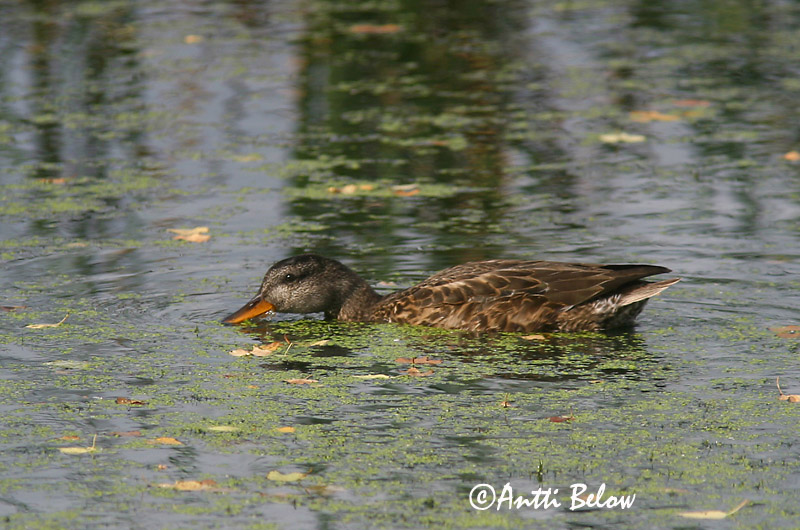 Avainsanat: Ànec griset Knarand Krakeend Gadwall Rääkspart Harmaasorsa Canard chipeau Schnatterente Kendermagos réce Gargönd Snadderand Frisada Anas strepera Anade Friso Snatterand