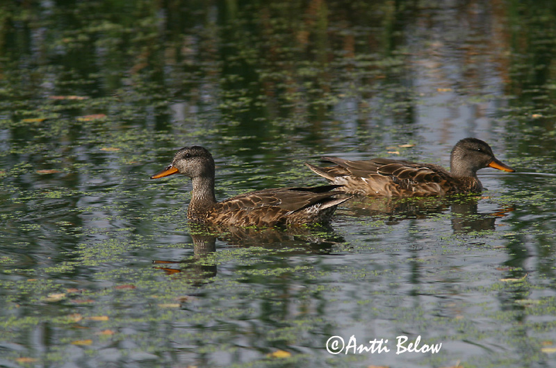 Avainsanat: Ànec griset Knarand Krakeend Gadwall Rääkspart Harmaasorsa Canard chipeau Schnatterente Kendermagos réce Gargönd Snadderand Frisada Anas strepera Anade Friso Snatterand