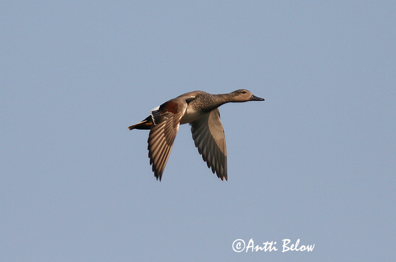 Avainsanat: Ànec griset Knarand Krakeend Gadwall Rääkspart Harmaasorsa Canard chipeau Schnatterente Kendermagos réce Gargönd Snadderand Frisada Anas strepera Anade Friso Snatterand