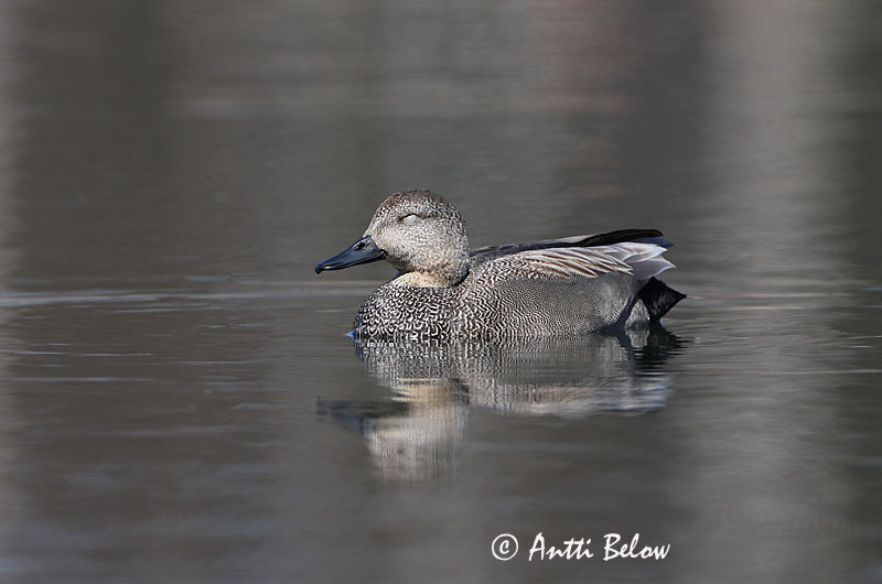 Avainsanat: Ànec griset Knarand Krakeend Gadwall Rääkspart Harmaasorsa Canard chipeau Schnatterente Kendermagos réce Gargönd Snadderand Frisada Anas strepera Anade Friso Snatterand