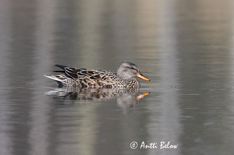 Avainsanat: Ànec griset Knarand Krakeend Gadwall Rääkspart Harmaasorsa Canard chipeau Schnatterente Kendermagos réce Gargönd Snadderand Frisada Anas strepera Anade Friso Snatterand